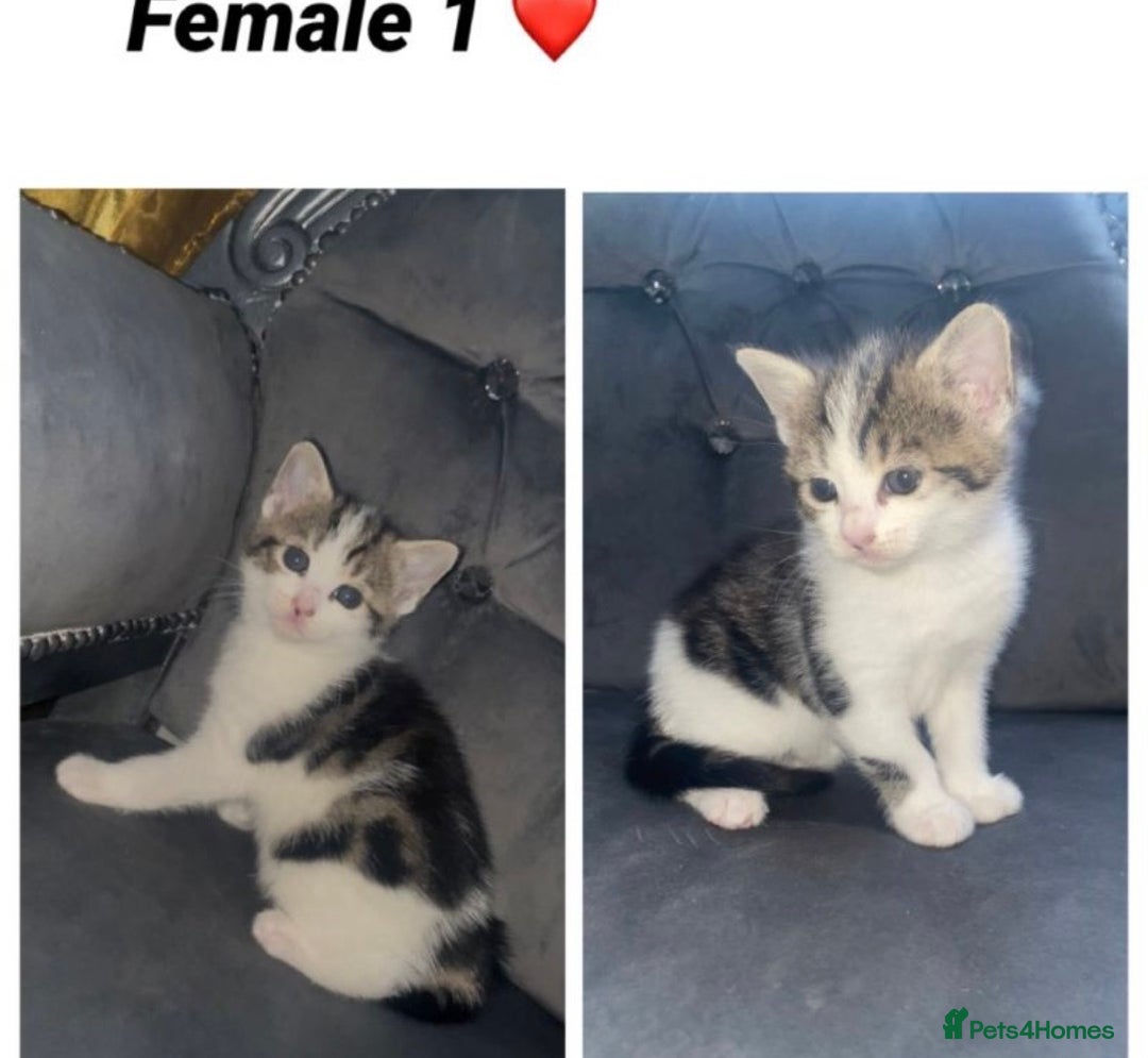 Mixed Breed cats for sale: 4 ADORABLE LITTLE KITTENS 2 BOYS & 2 GIRLS - Advert 10