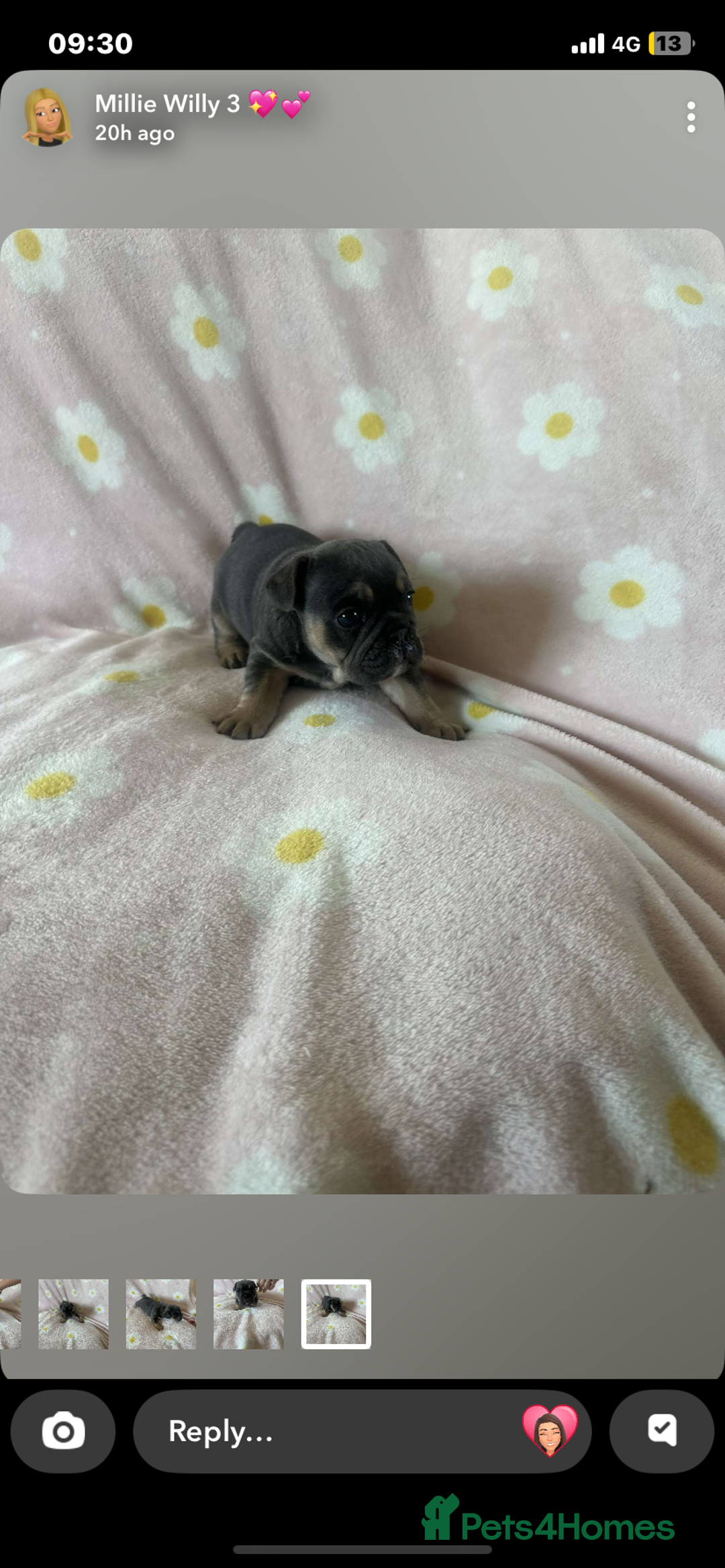 Mixed Breed dogs for sale: French bulldog cross British bulldog - Image 6