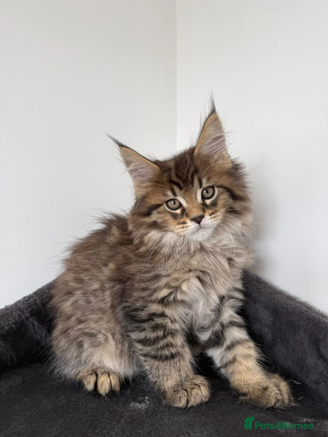 Maine Coon cats for sale: Stunning Maine Coon Cubs 🦁 - Advert 11