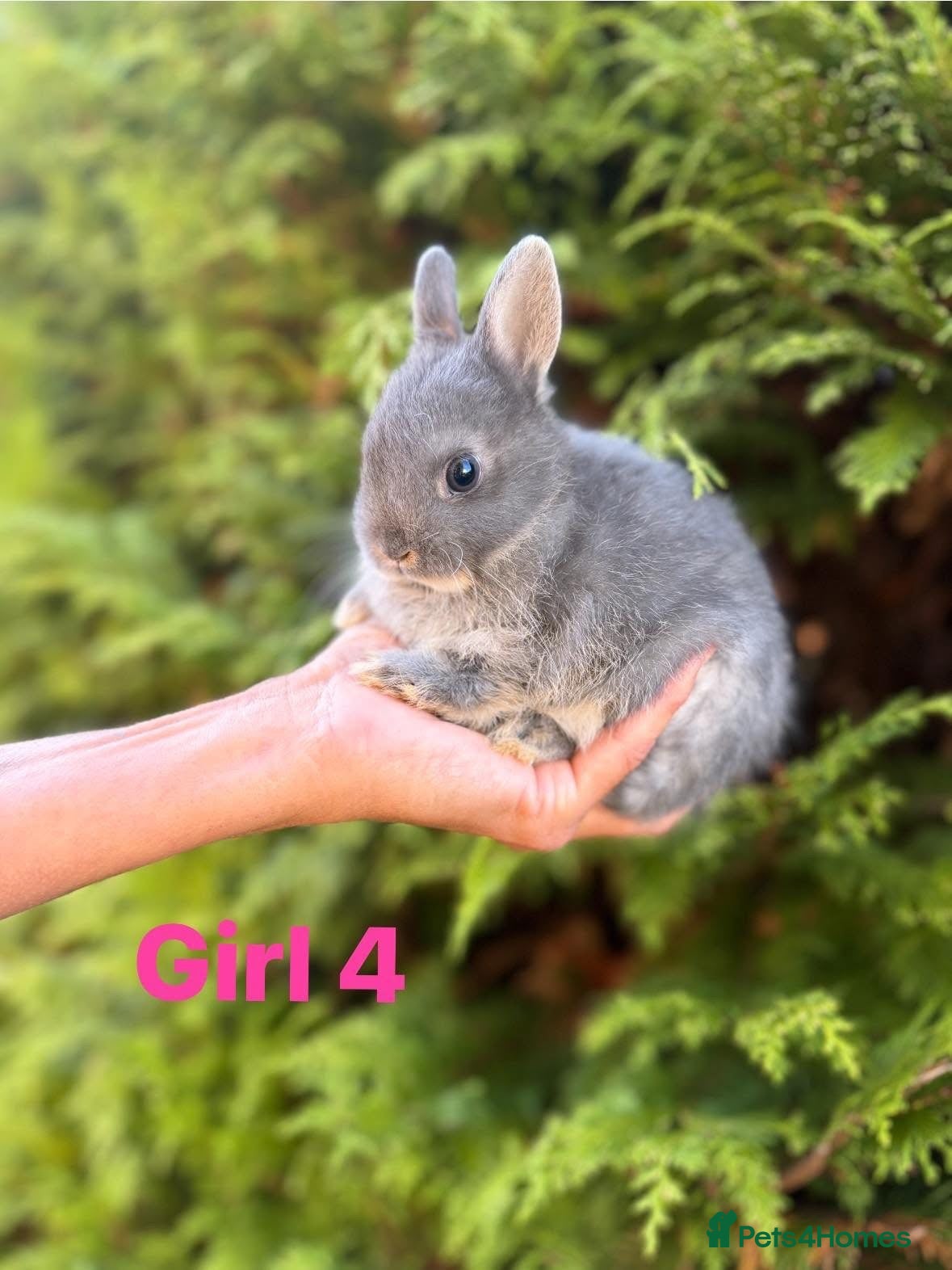 Netherland Dwarf rabbits Netherland Dwarf Baby Rabbits Female Doe  - Advert 1