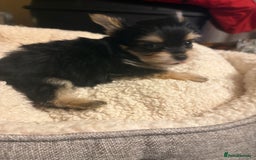 Chorkie dogs for sale: Tiny Pups for sale - Image 6