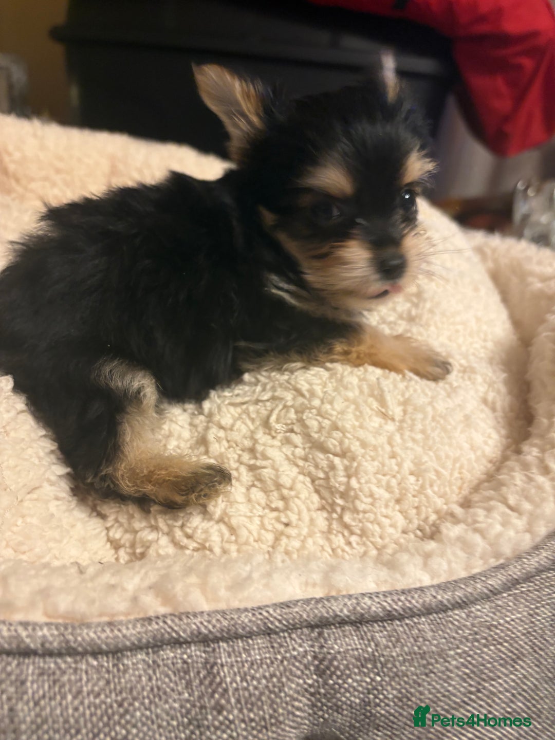 Chorkie dogs for sale: Tiny Pups for sale - Image 6