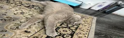British Shorthair cats for sale: Rare Lilac British Shorthair Male Simba - Advert 18