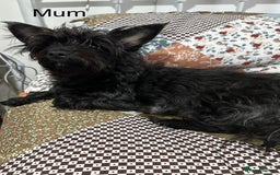 Yorkiepoo dogs for sale: Yorkiepoo puppies for sale. - Image 10