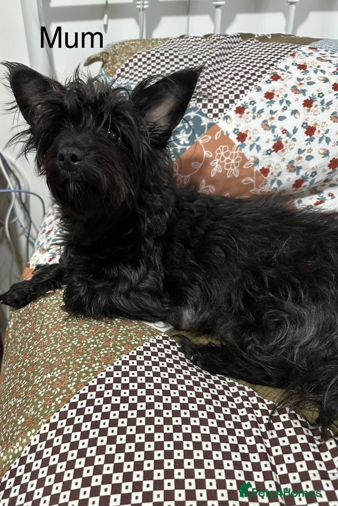 Yorkiepoo dogs for sale: Yorkiepoo puppies for sale. - Image 10