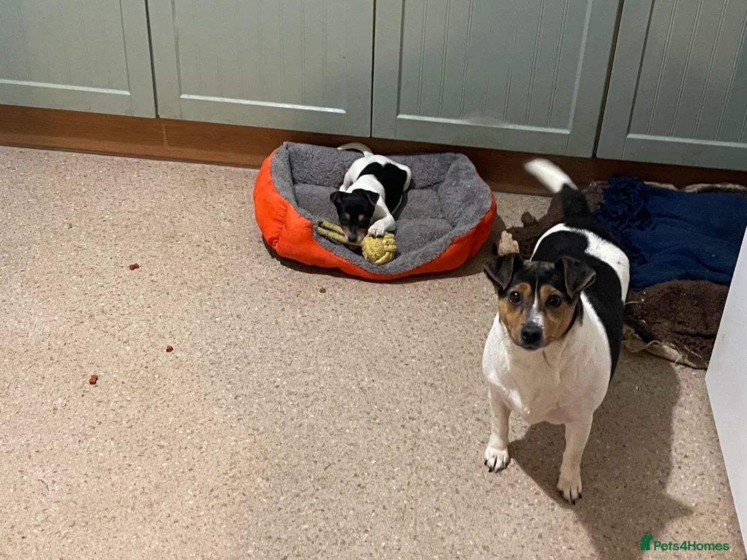 Jack Russell dogs for sale: Jack Russell pup for sale  - Advert 1