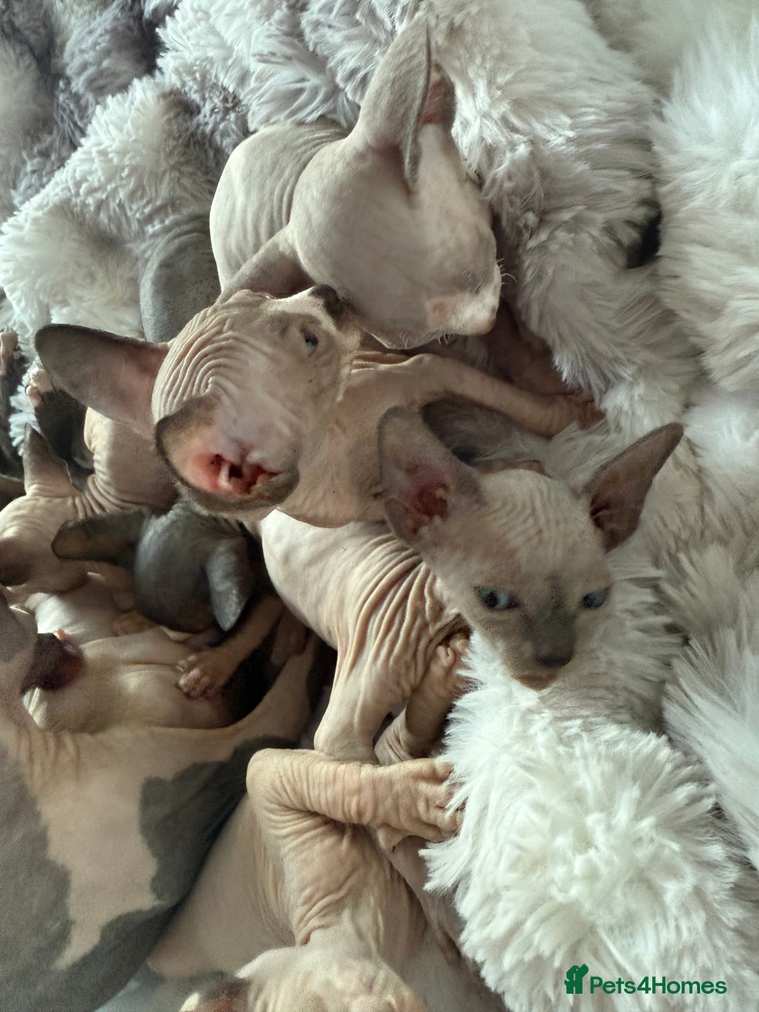 Sphynx cats for sale: canadian sphynx for sale  - Advert 27