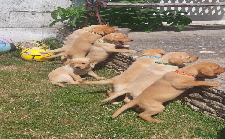 Labrador Retriever dogs - Advert 1