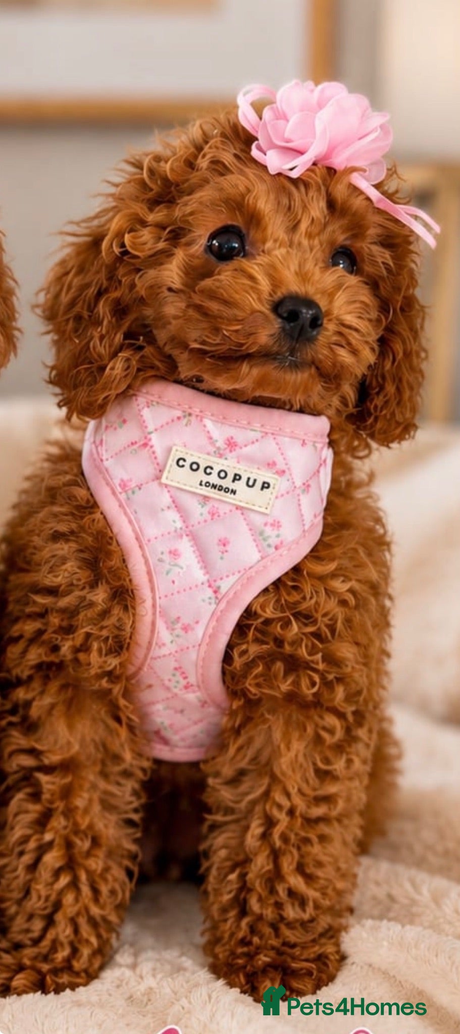 Toy Poodle dogs Asian Toy Poodle 🧸 Girl - Advert 1