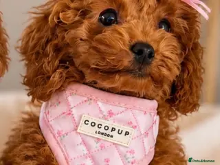 Toy Poodle dogs Asian Toy Poodle 🧸 Girl - Advert 1