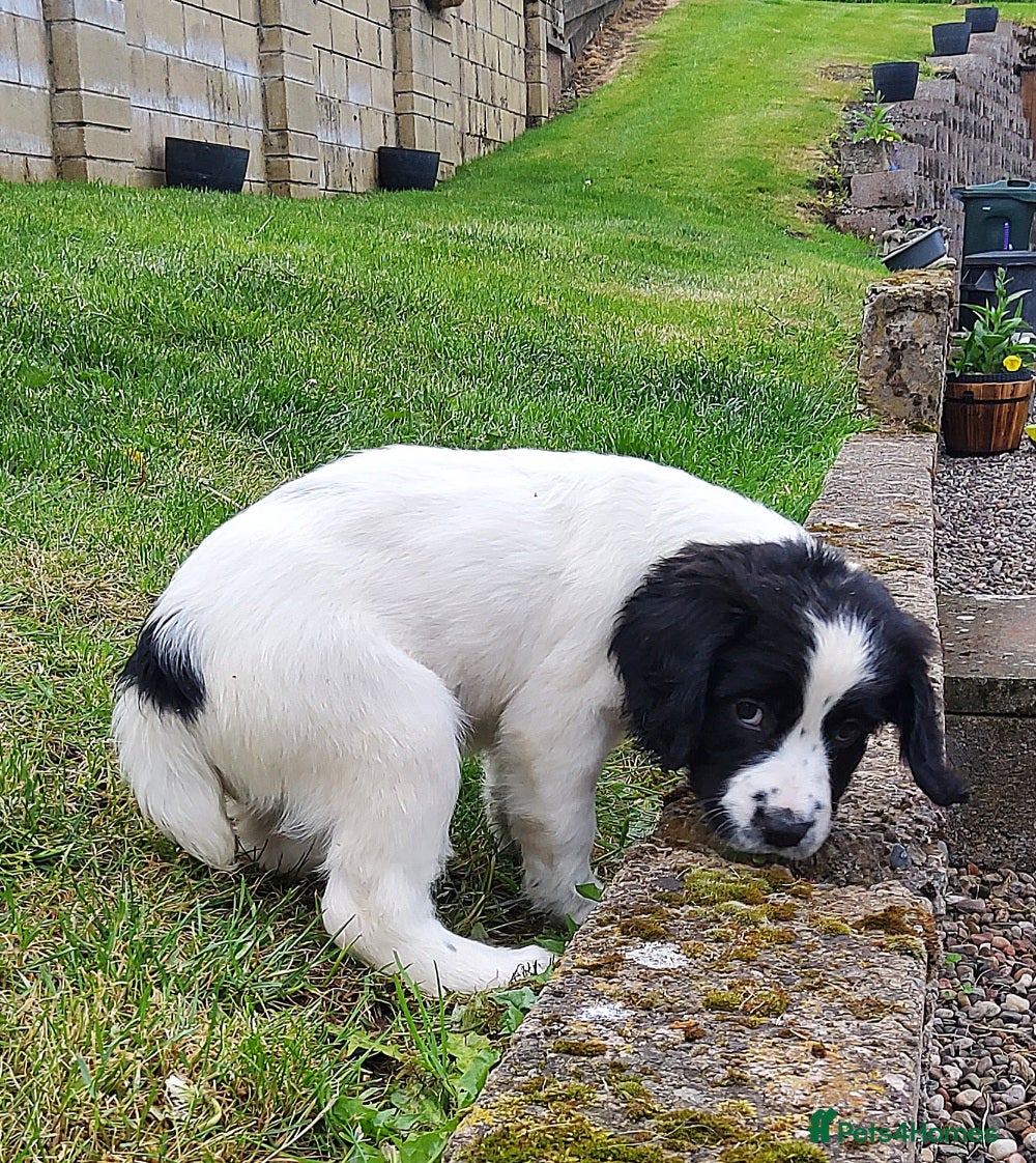English Springer Spaniel dogs for sale: Photos! 2 Springer Spaniel beautiful pedigree pups - Advert 7