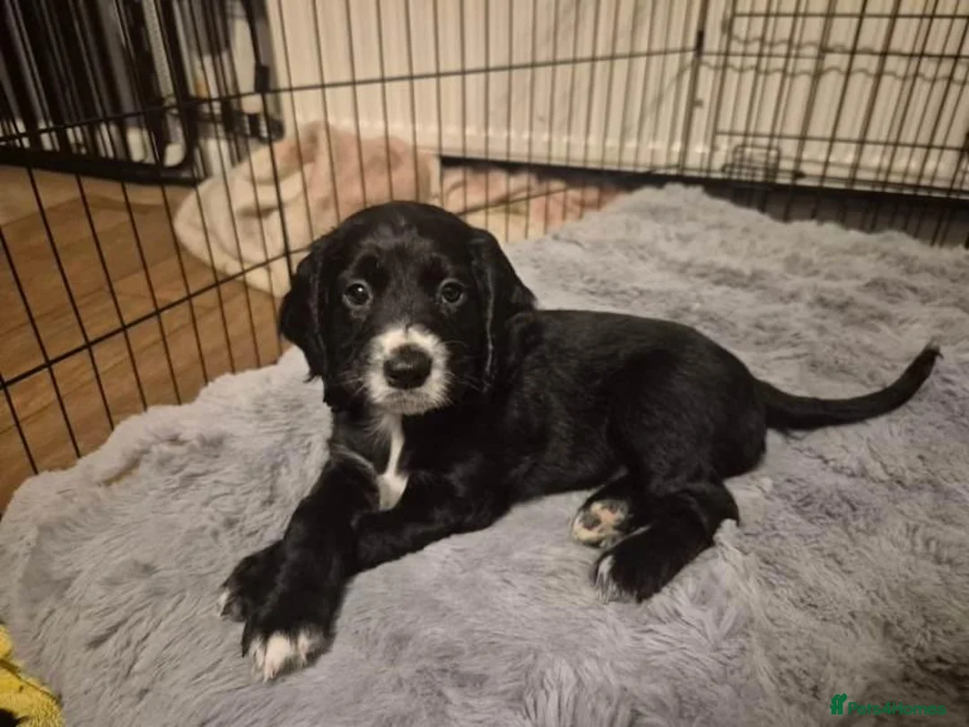 Cockapoo dogs for sale: Beautiful Cockapoo Puppies for Loving Homes  in Glasgow - Advert 18