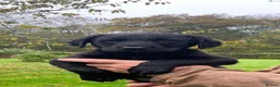 Labrador Retriever dogs for sale: Gorgeous black Labrador puppies - Advert 4