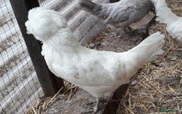 Chickens poultry for sale: Polish bantams all female  - Image 1