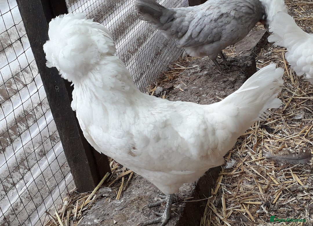 Chickens poultry for sale: Polish bantams all female  - Image 1