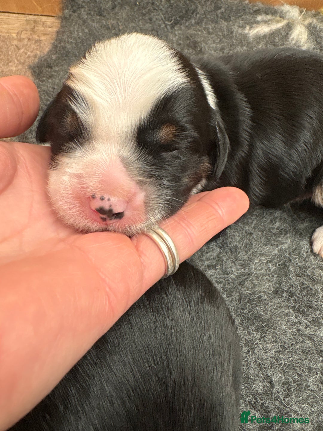 Tibetan Terrier dogs for sale: KC fully health tested exceptionally bred Tibetan  - Advert 22