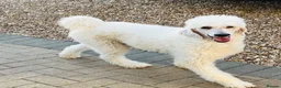 Standard Poodle dogs for sale: 2  female apricot standard poodles  - Advert 4