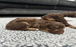 Cockapoo dogs for sale: F1 Cockerpoo’s  - Image 9