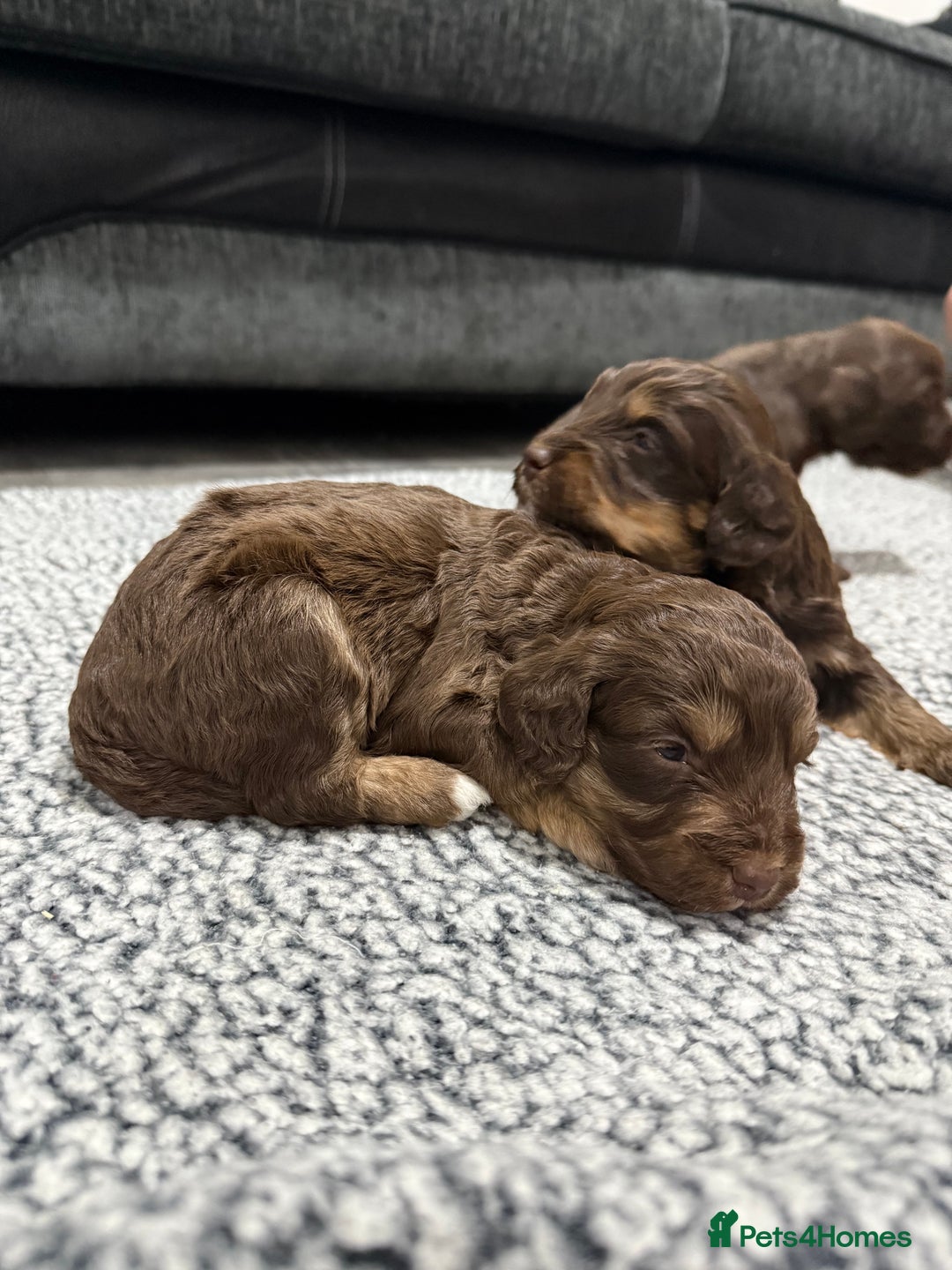 Cockapoo dogs for sale: F1 Cockerpoo’s  - Image 9