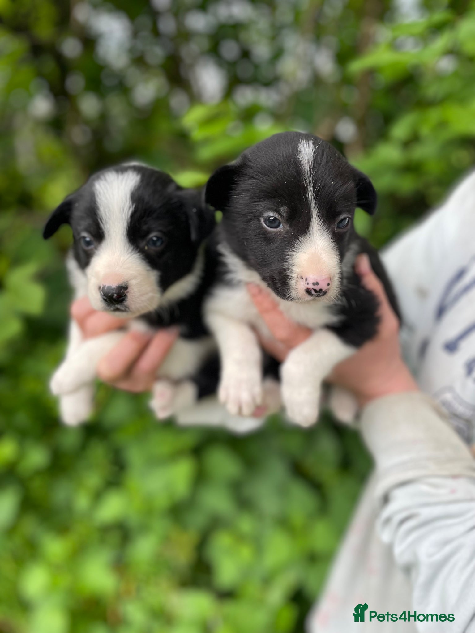 Border Collie dogs ☀️Stunning Border Collie Puppies☀️ - Advert 4