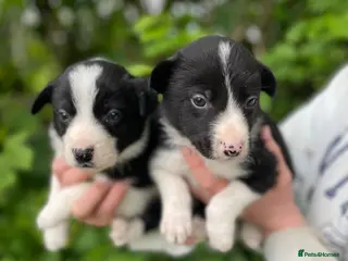 Border Collie dogs ☀️Stunning Border Collie Puppies☀️ - Advert 4