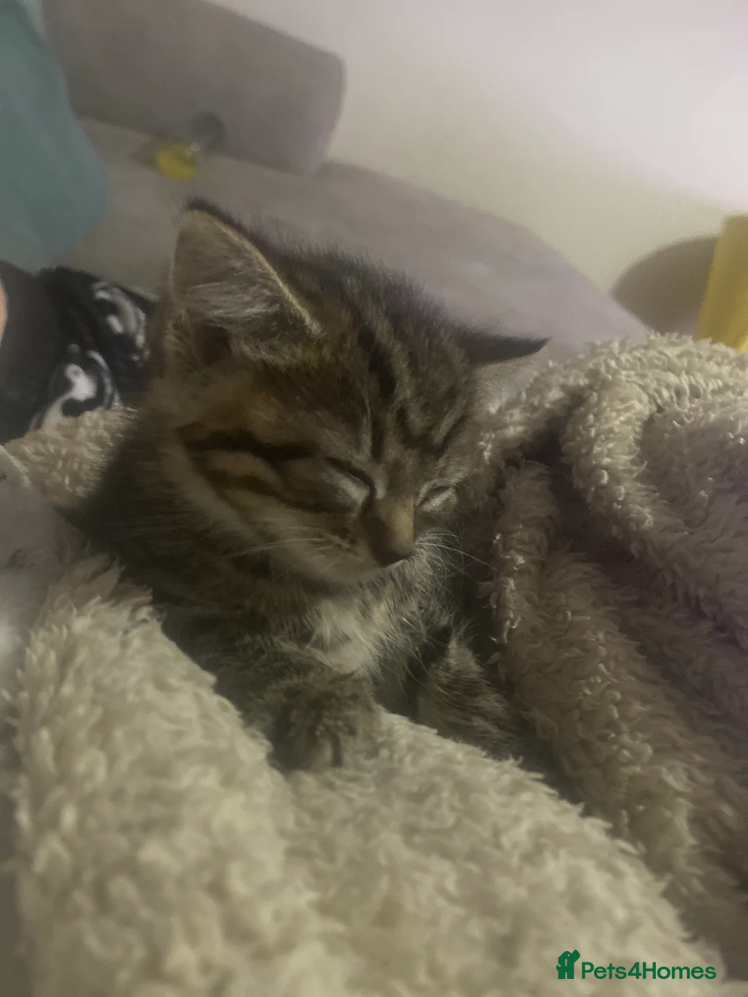 Mixed Breed cats for sale: Tabby kittens - Advert 6