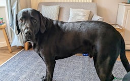 Mixed Breed dogs for sale: Vizsla x Lab  - Image 8