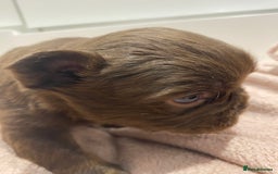 French Bulldog dogs for sale: Amazing Fluffy French bulldogs  - Advert 10