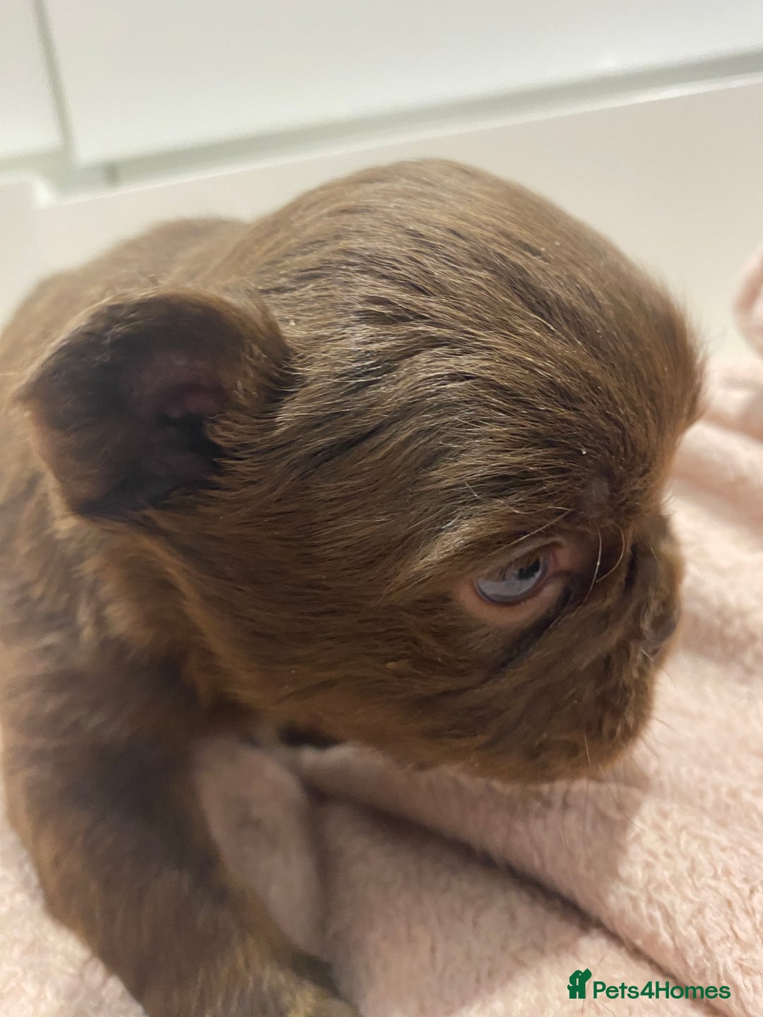 French Bulldog dogs for sale: Amazing Fluffy French bulldogs  - Advert 10