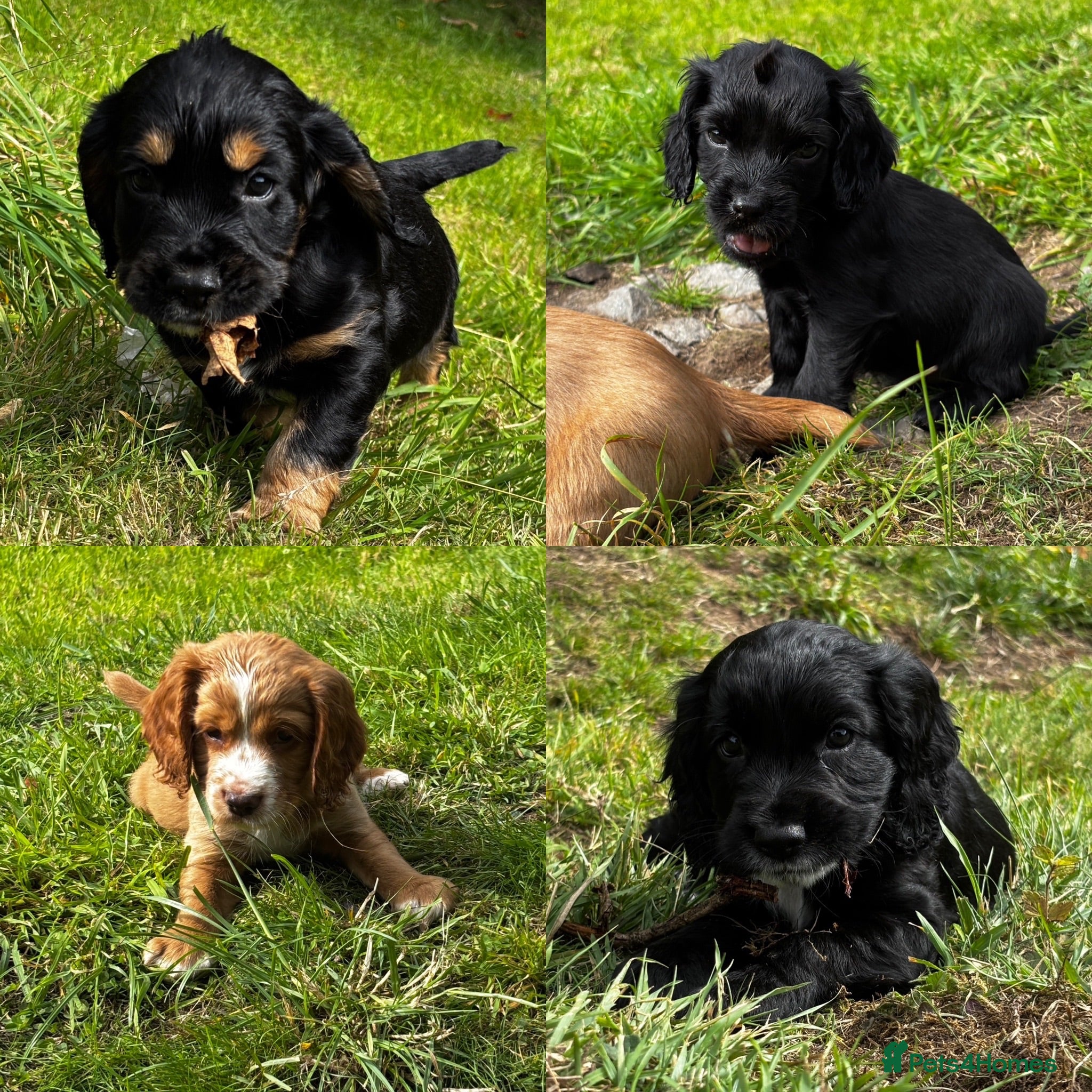 Cocker Spaniel dogs KC Registered Cocker Spaniels - Advert 1