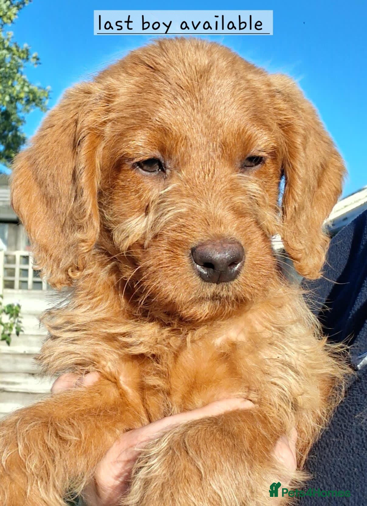 Labradoodle dogs Miniature Labradoodle Puppies / fully vaccinated  - Advert 4