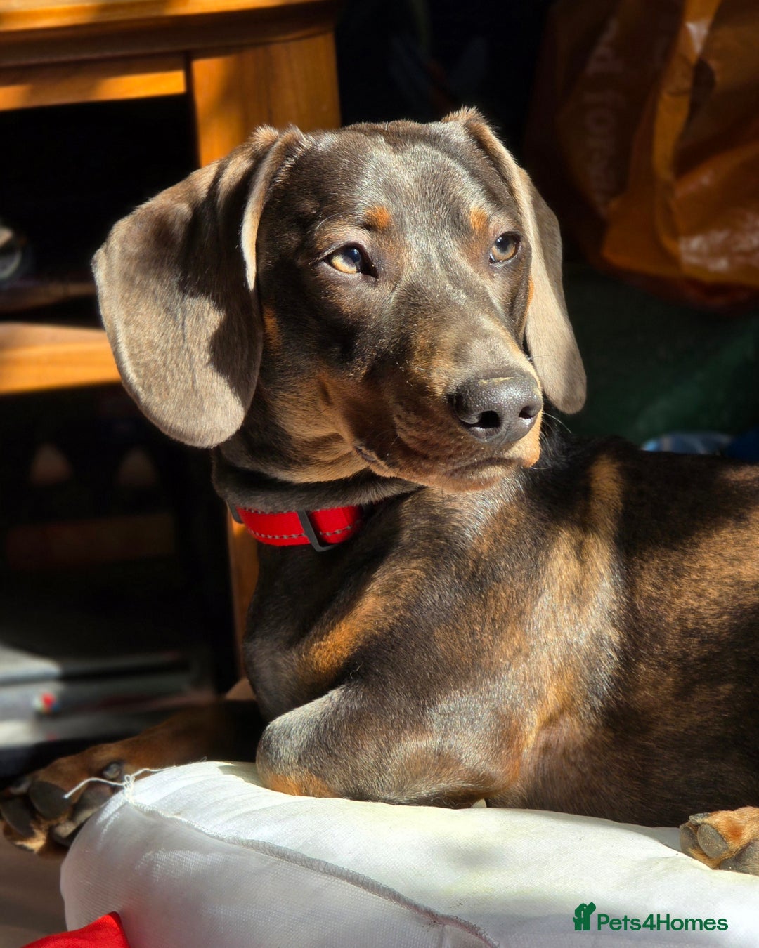Dachshund dogs for stud: For Stud - Image 8