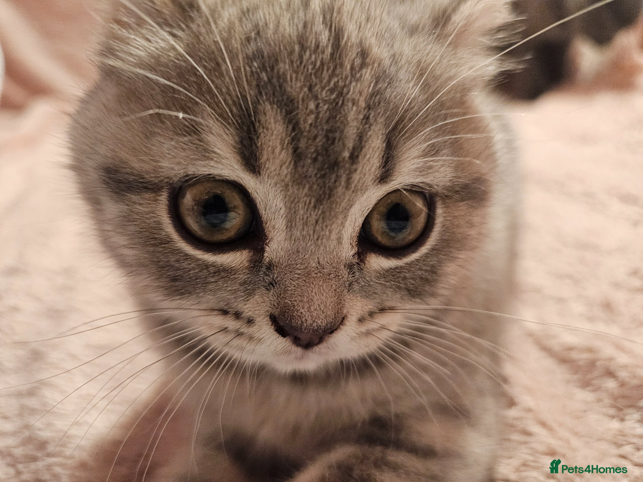 Brazilian Shorthair cats ✨️ Stunning British Shorthair Tabby Kittens✨️ - Advert 1