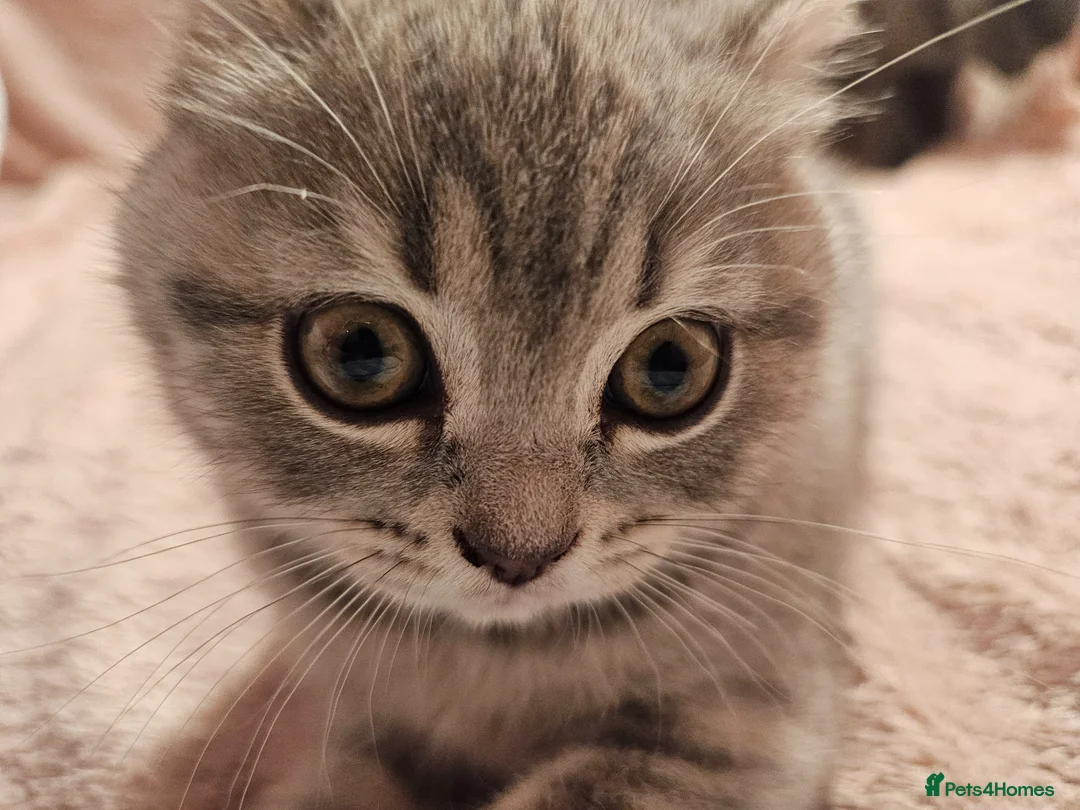 Brazilian Shorthair cats for sale: ✨️ Stunning British Shorthair Tabby Kittens✨️ - Advert 1