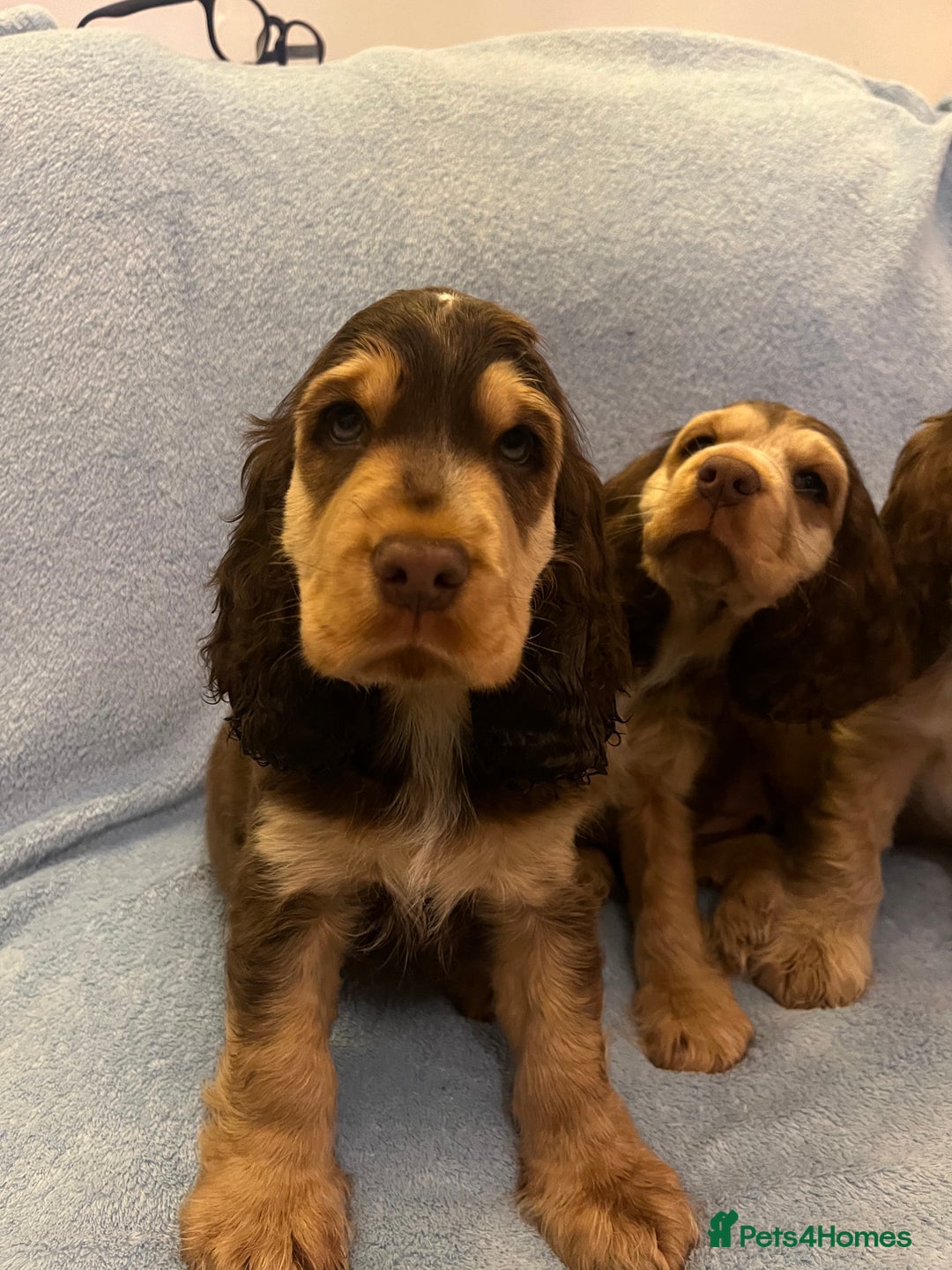 Cocker Spaniel dogs for sale: ADORABLE KC REG SHOW TYPE COCKER SPANIEL PUPPIES - Image 26