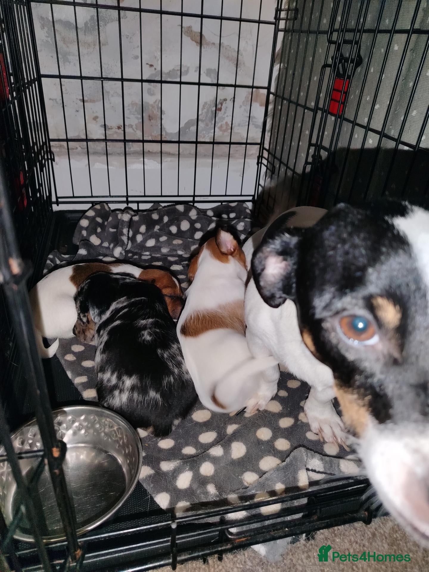 Mixed Breed dogs Jack Russell Cross Pups - Advert 11