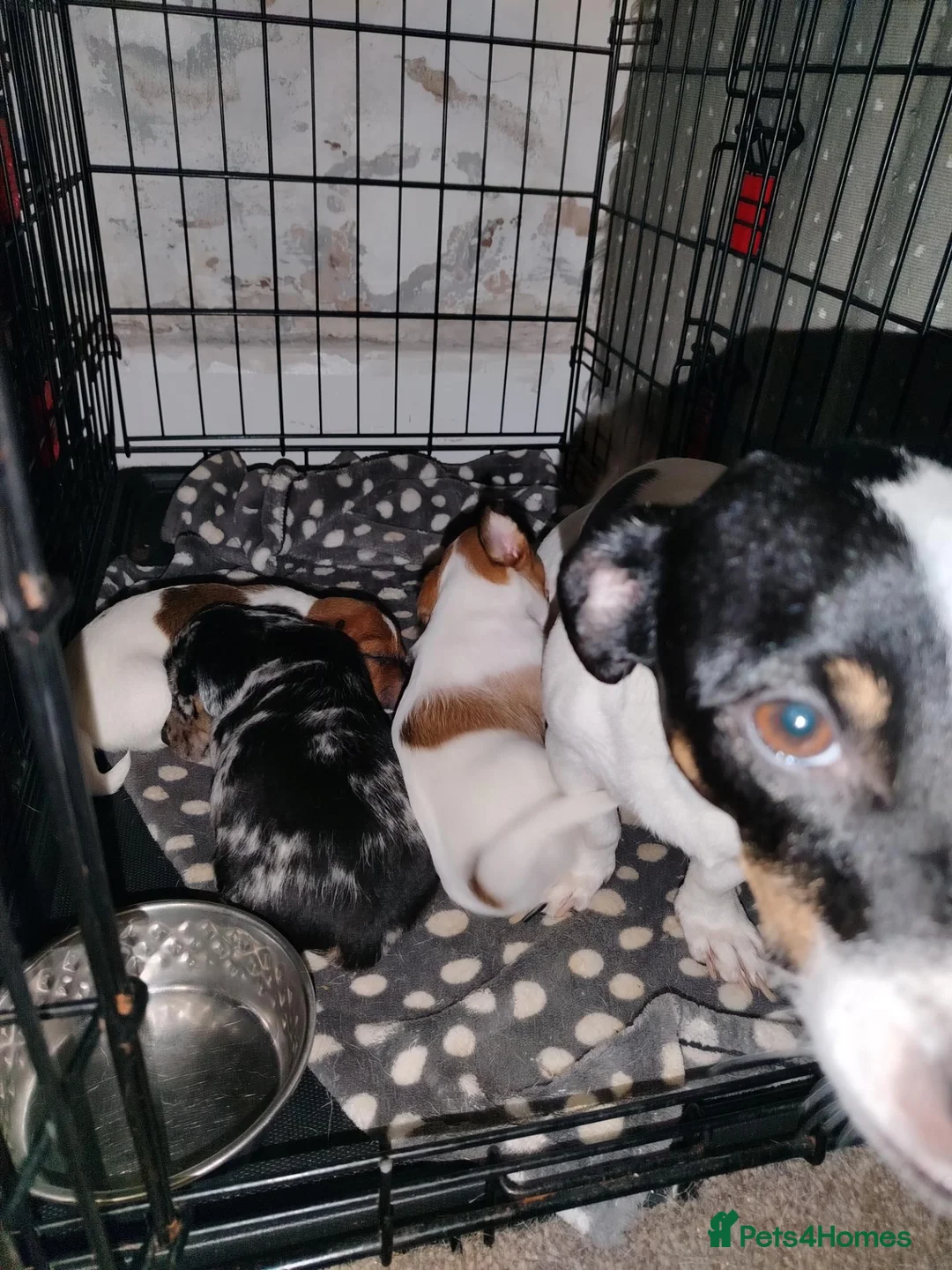 Mixed Breed dogs for sale: Jack Russell Cross Pups - Advert 1