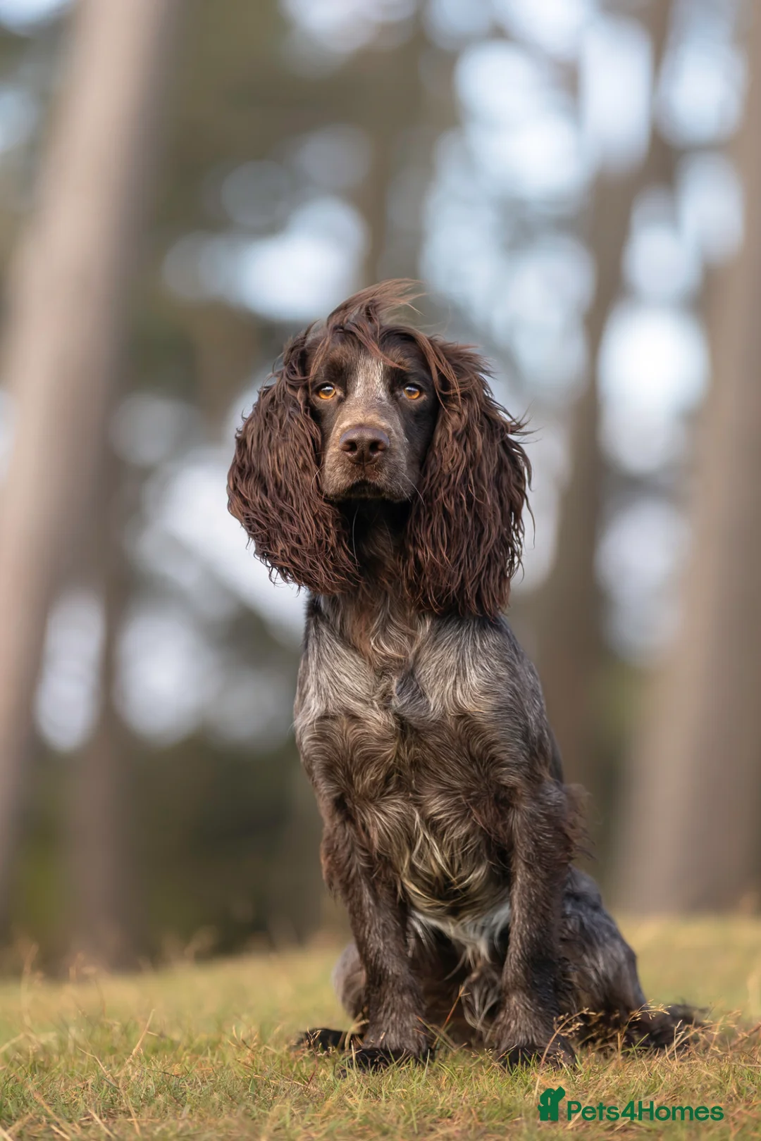 Cocker Spaniel dogs for sale: Black male from Fully Health Tested Parents - Advert 2