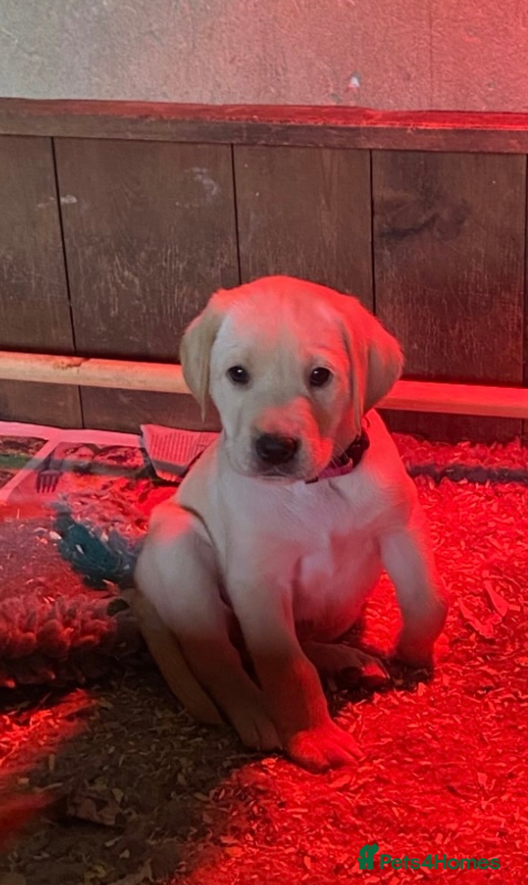 Labrador Retriever dogs for sale: Gorgeous Labrador puppies for sale - Image 35