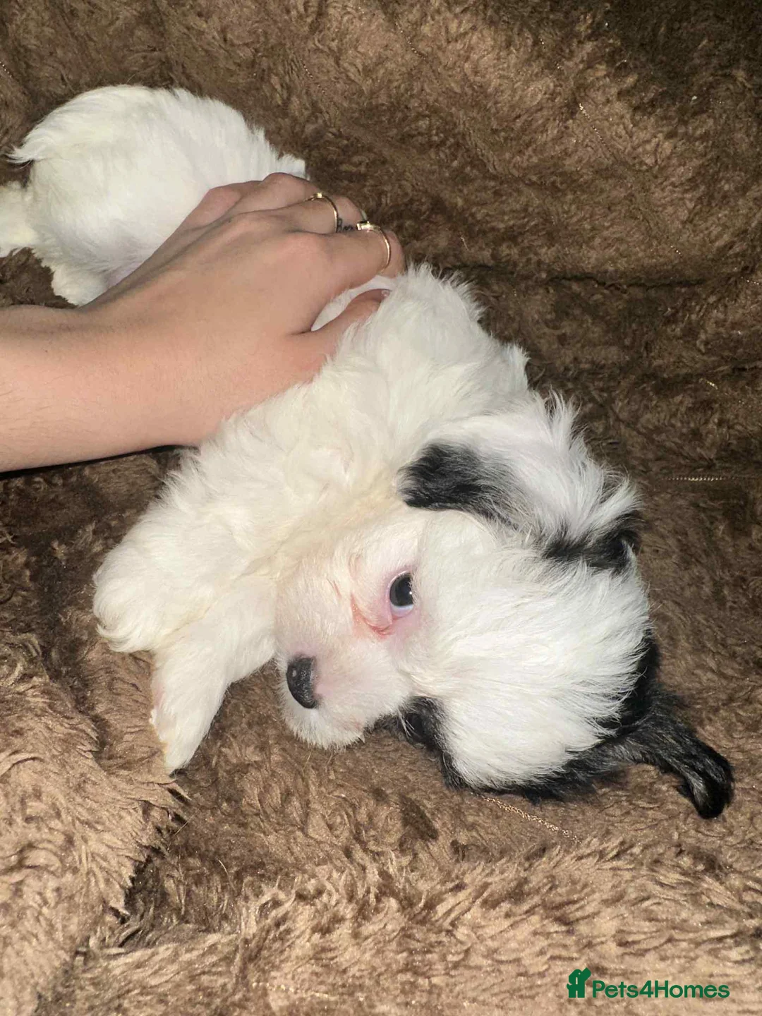 Zuchon dogs for sale: Bichon - Advert 3