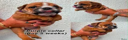 English Bulldog dogs for stud: KC health tested standard red male  - Advert 13