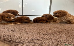 Cavapoo dogs for sale: Gorgeous cavapoos  - Image 11