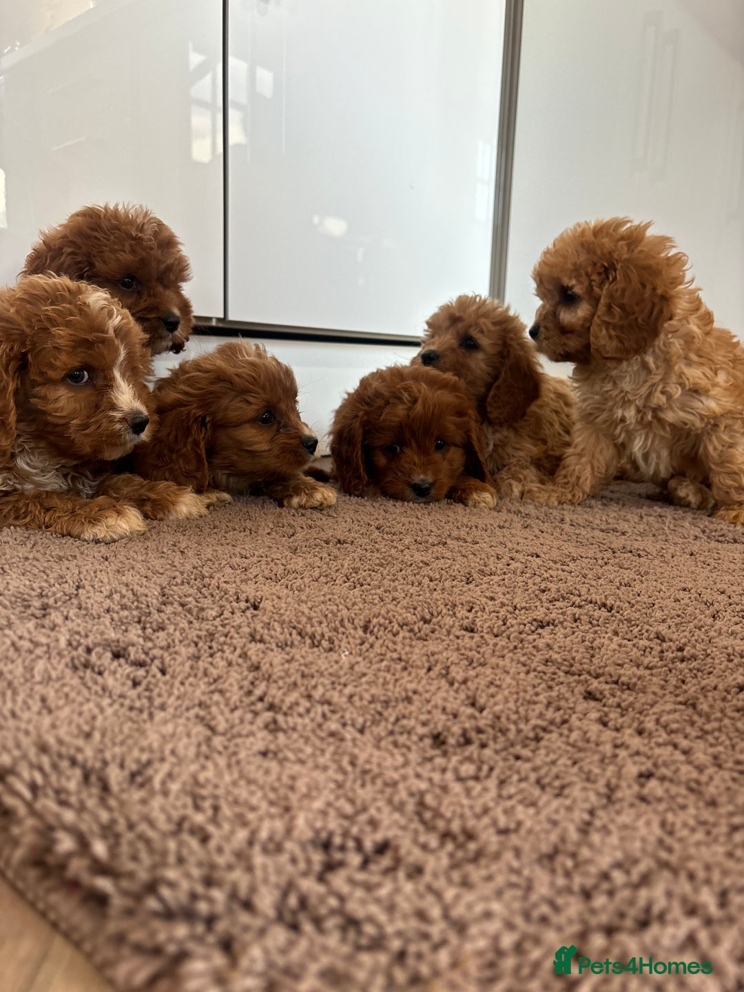 Cavapoo dogs for sale: Gorgeous cavapoos  - Image 11