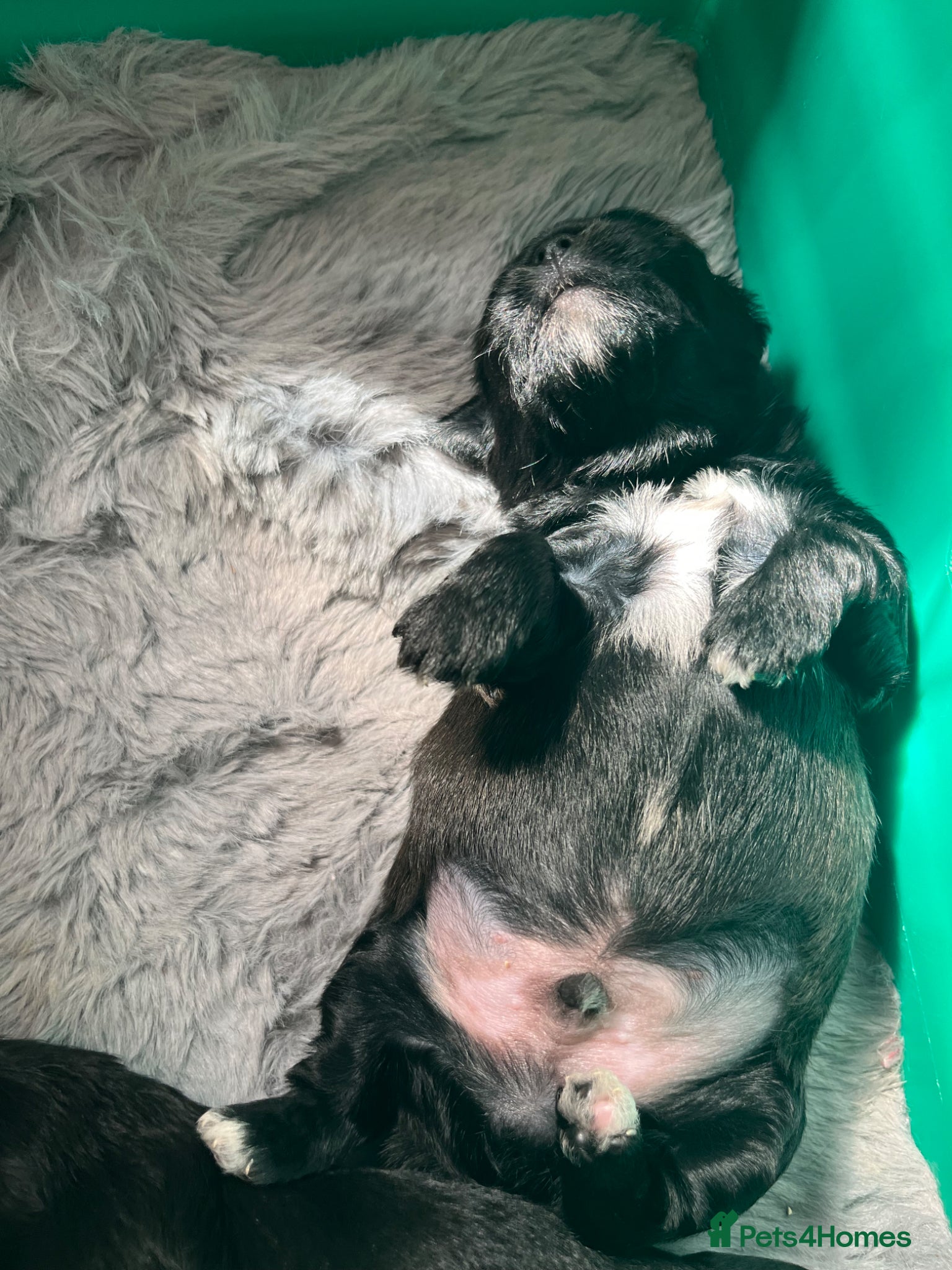 Shih Tzu dogs Shihtzu-Poodle mix Toy shihpoo puppies  - Advert 1