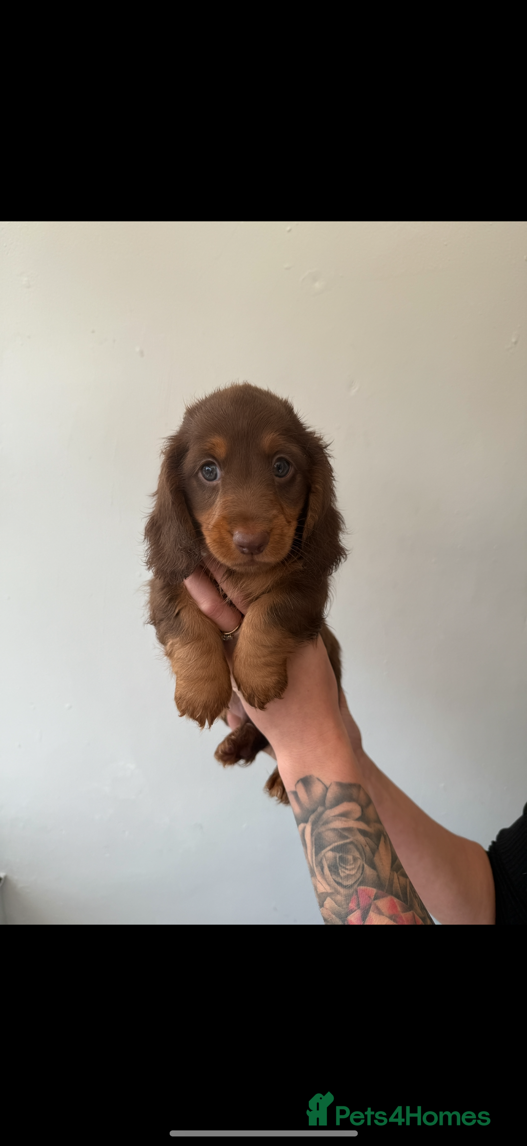 Miniature Dachshund dogs for sale: Longhaired miniature dachshunds 🫶🏻 - Image 1