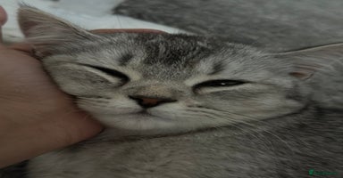 British Shorthair cats - Advert 11