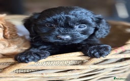 Cavapoo dogs for sale: Gorgeous Red Cavapoo Pups  - Image 6