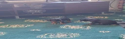 Cavalier King Charles Spaniel dogs for sale: 1 girl cavalier king Charles left  - Advert 5