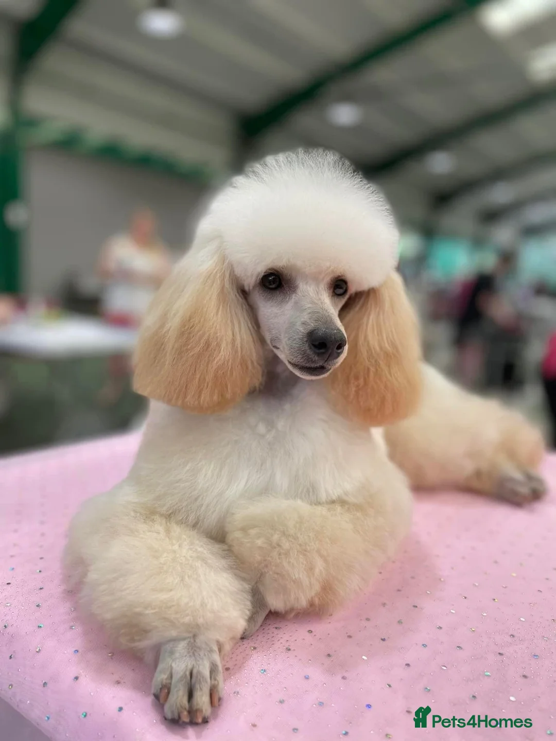 Toy Poodle dogs for sale: Beautiful toy poodle puppy’s  in Stafford - Advert 11