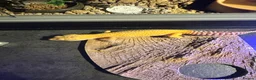 Leopard Gecko reptiles for sale: Leopard Gecko Female & Full vivarium set up - Advert 5